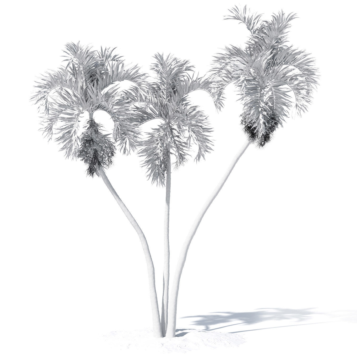 Adonidia Merrillii palm tree 3D model_9