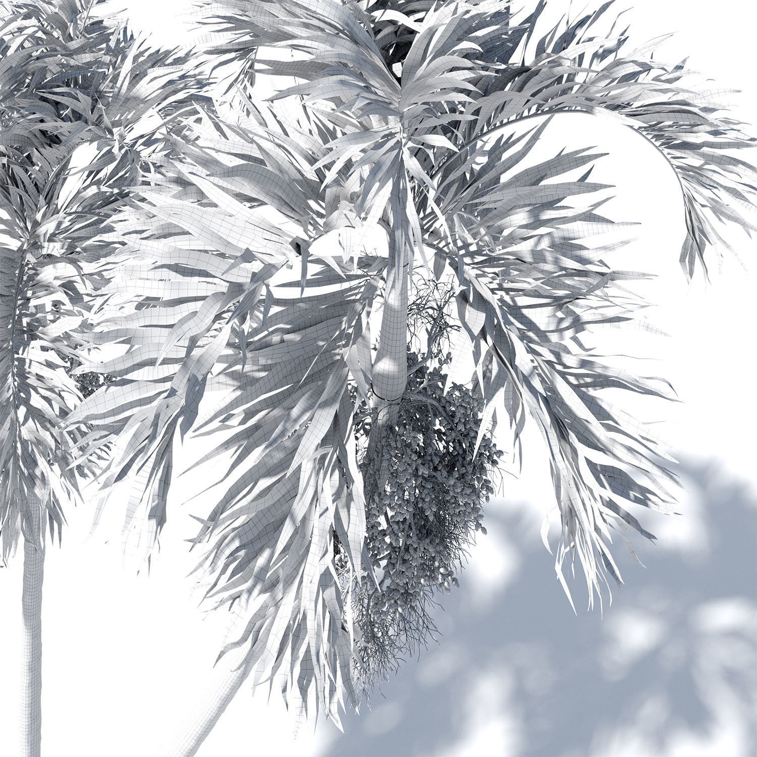 Adonidia Merrillii palm tree 3D model_10