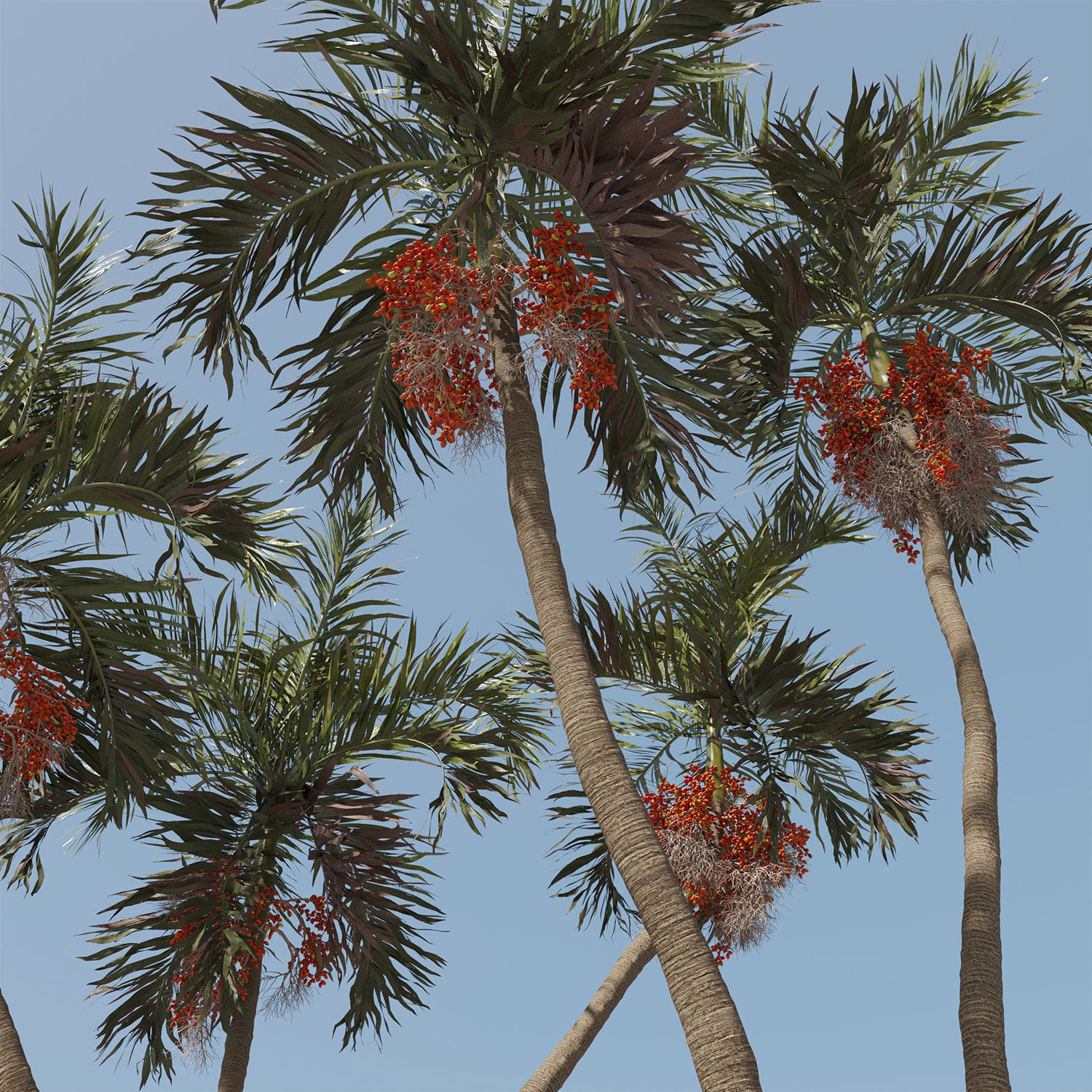Adonidia Merrillii palm tree 3D model_4
