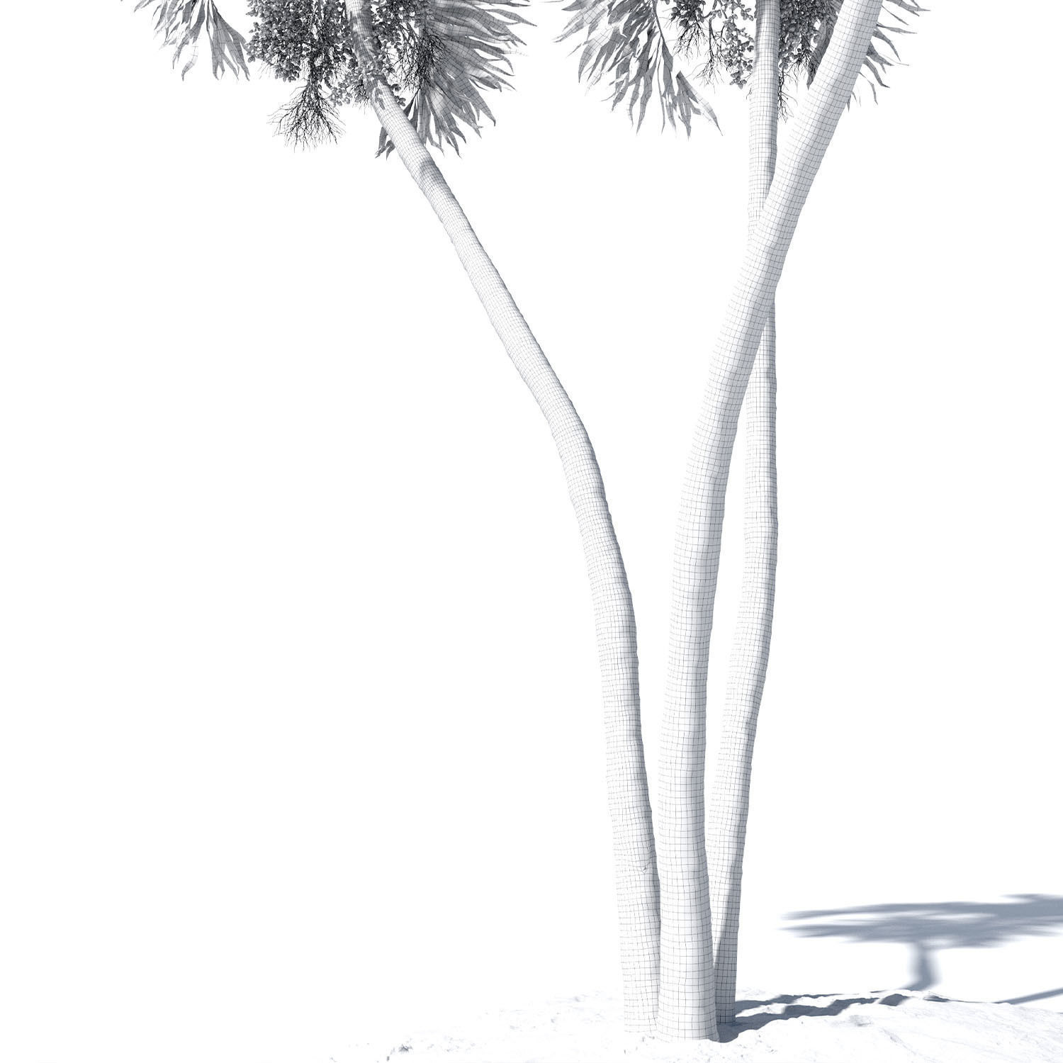 Adonidia Merrillii palm tree 3D model_11