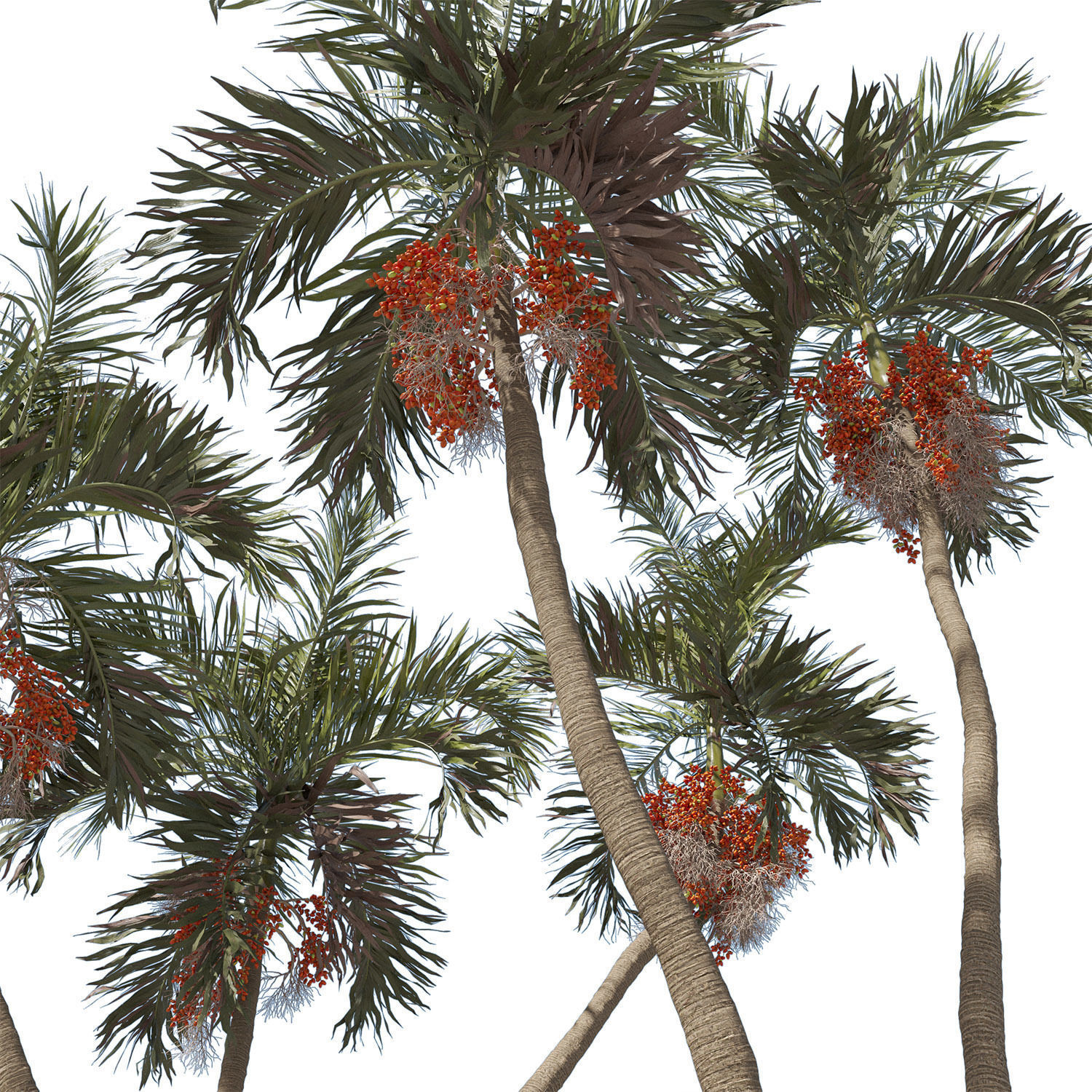 Adonidia Merrillii palm tree 3D model_3