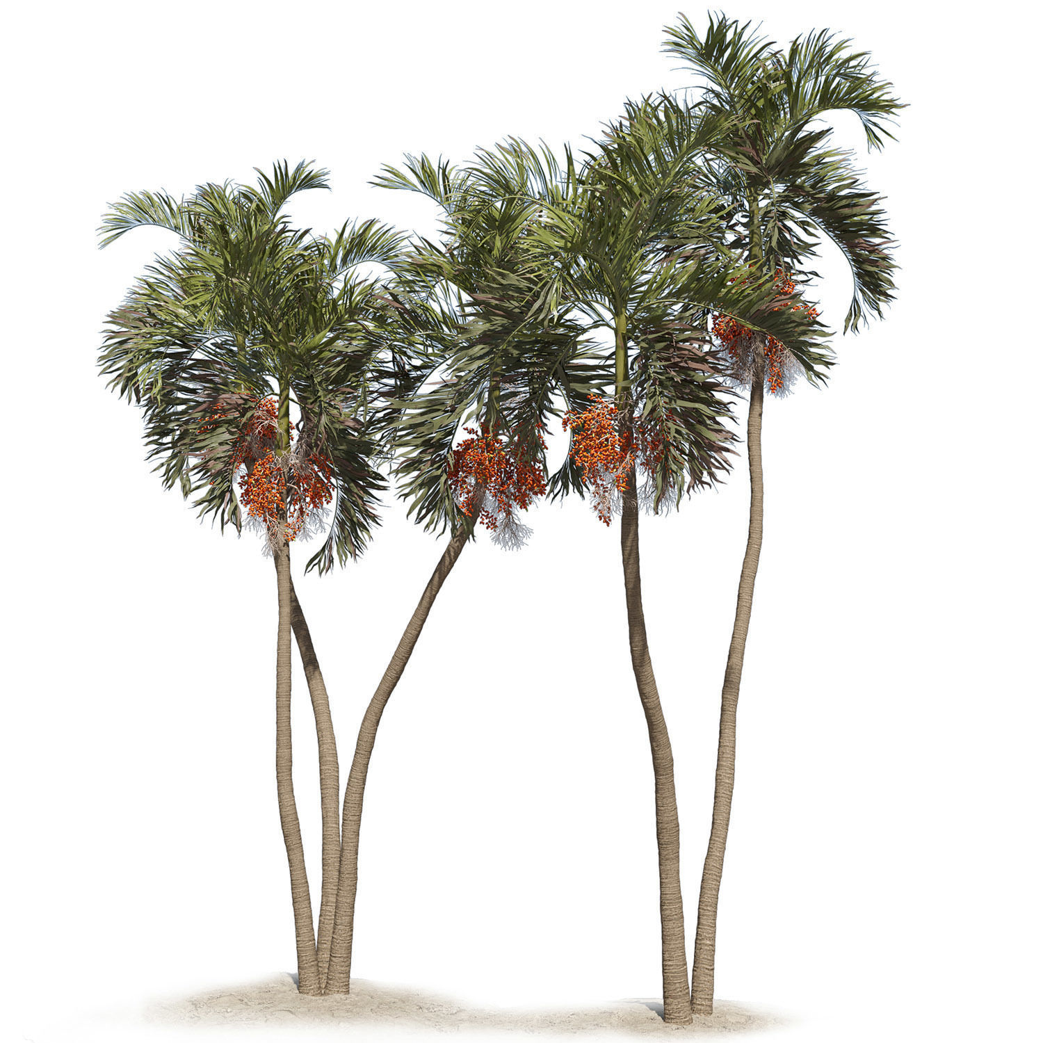 Adonidia Merrillii palm tree 3D model_2