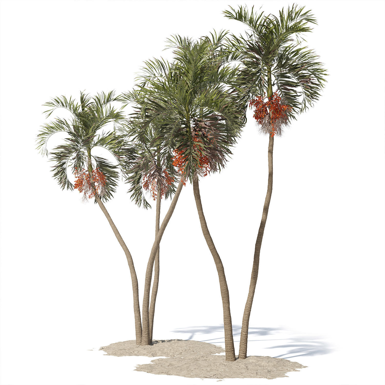 Adonidia Merrillii palm tree 3D model_5