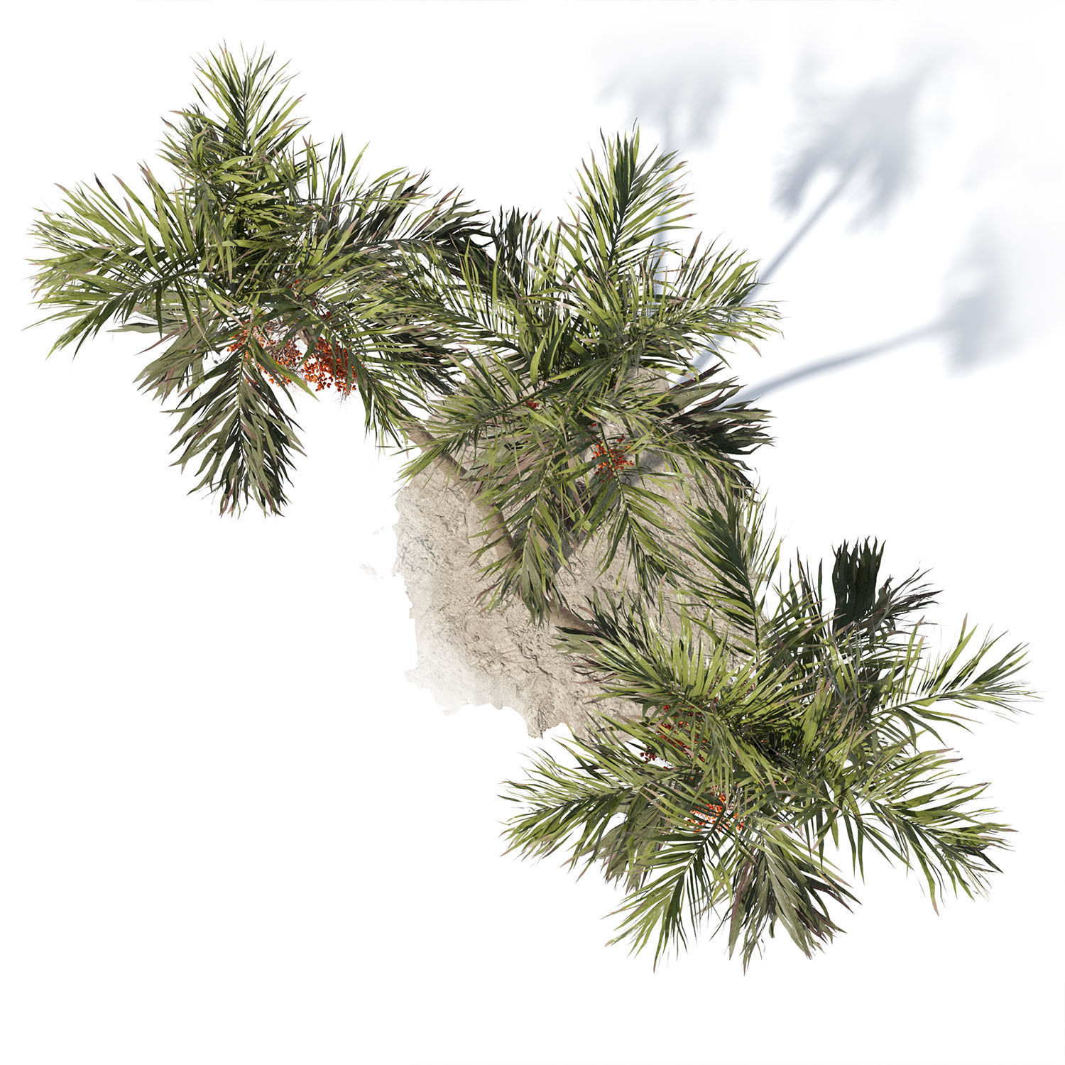 Adonidia Merrillii palm tree 3D model_8
