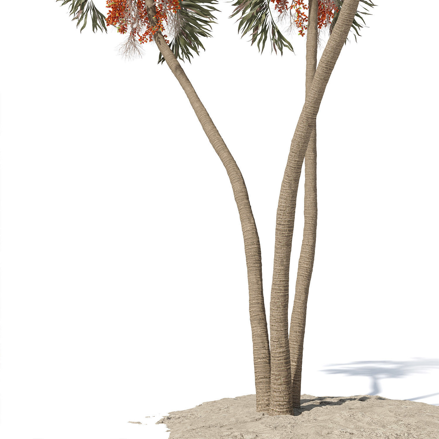 Adonidia Merrillii palm tree 3D model_7