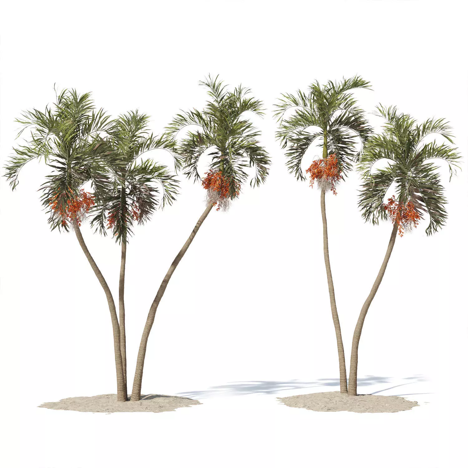 Adonidia Merrillii palm tree 3D model_0