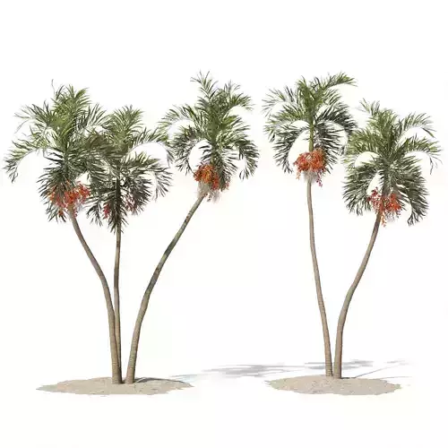 Adonidia Merrillii palm tree