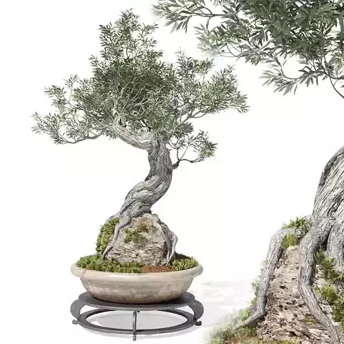 Olive bonsai tree