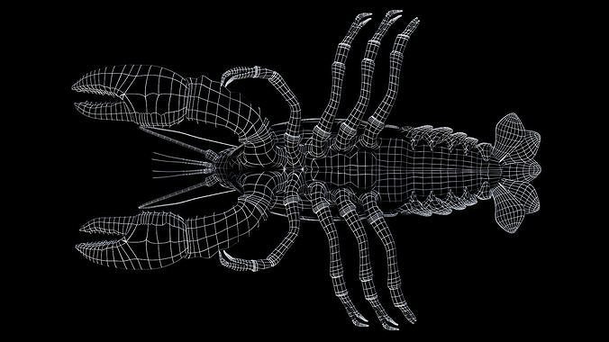 Lobster 3D model 6