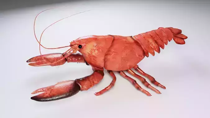 Lobster 3D model