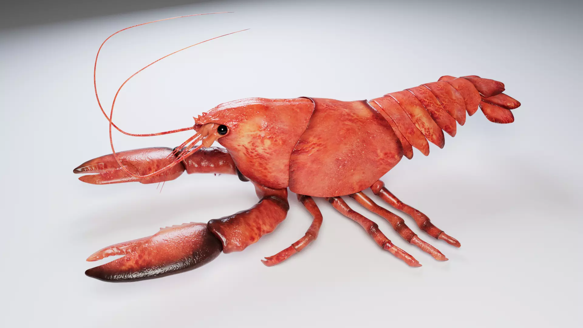 Lobster 3D model_0