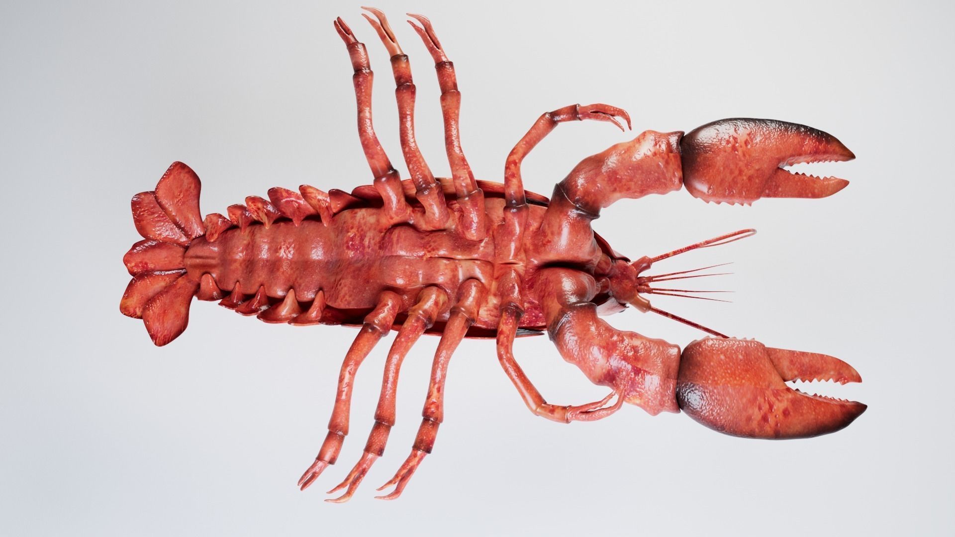 Lobster 3D model_11