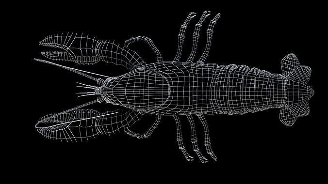 Lobster 3D model 5