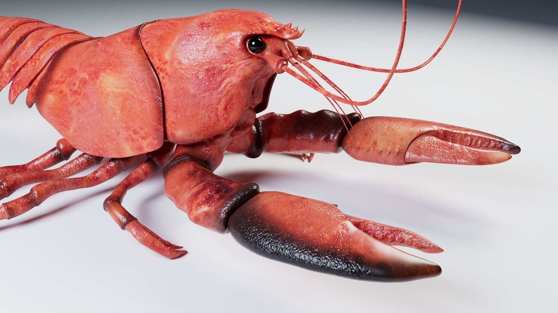 Lobster 3D model_9