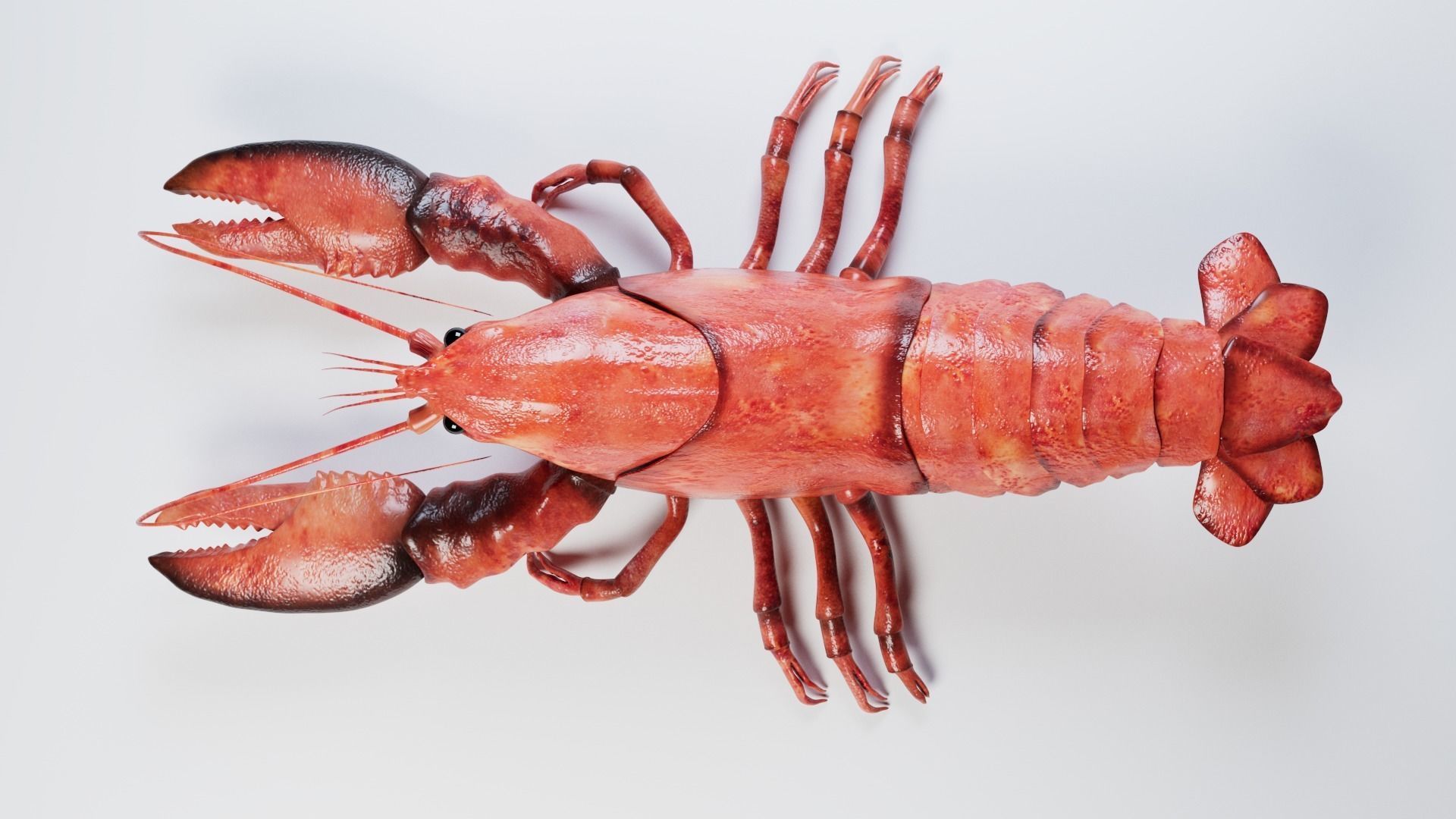 Lobster 3D model_7