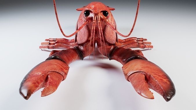Lobster 3D model 7