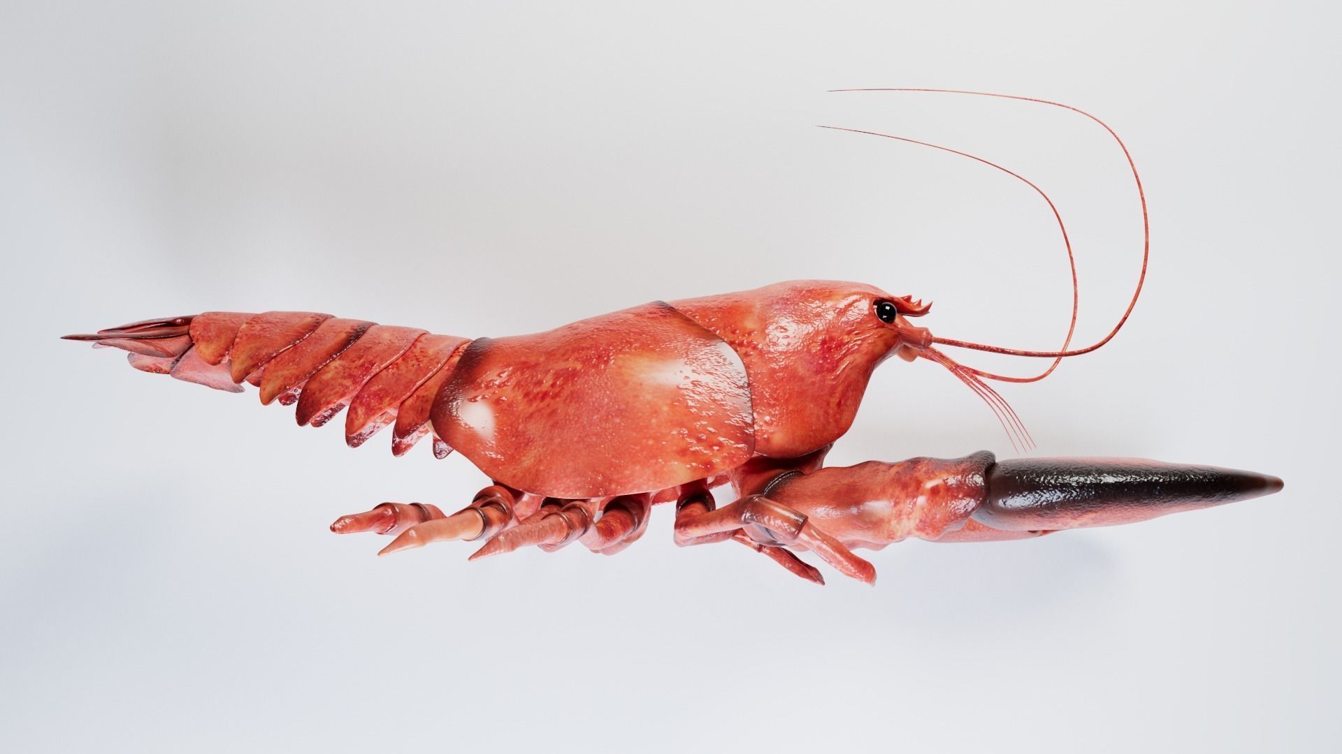 Lobster 3D model_12