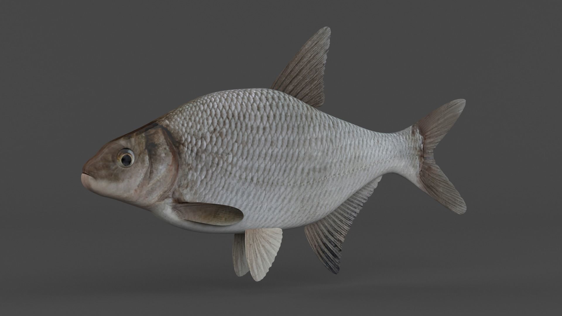 Bream Fish 3D model_2