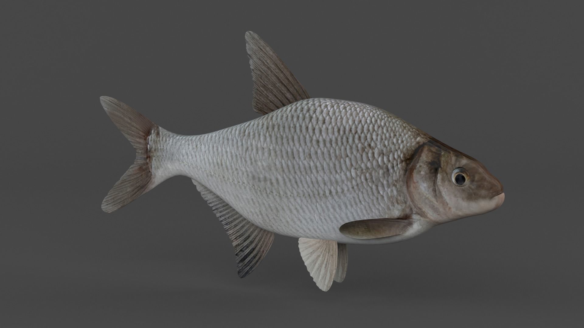 Bream Fish 3D model_1