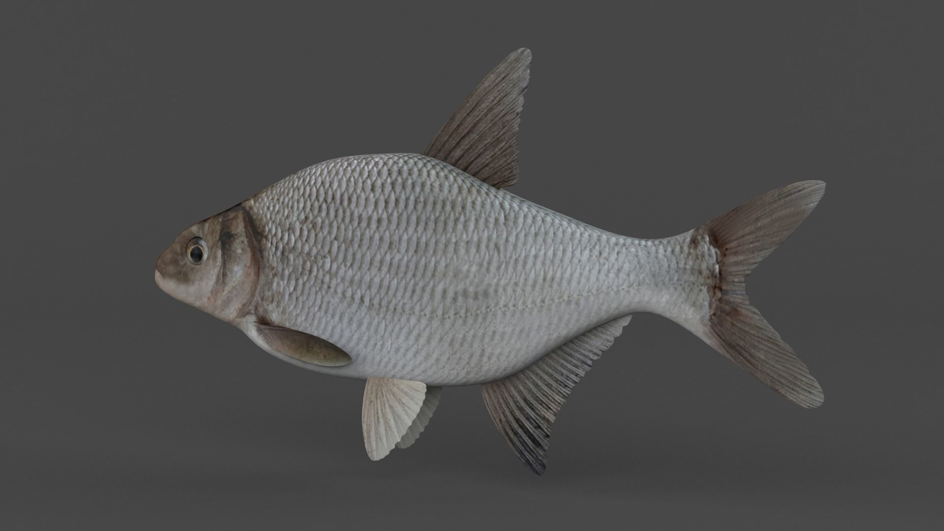 Bream Fish 3D model_4
