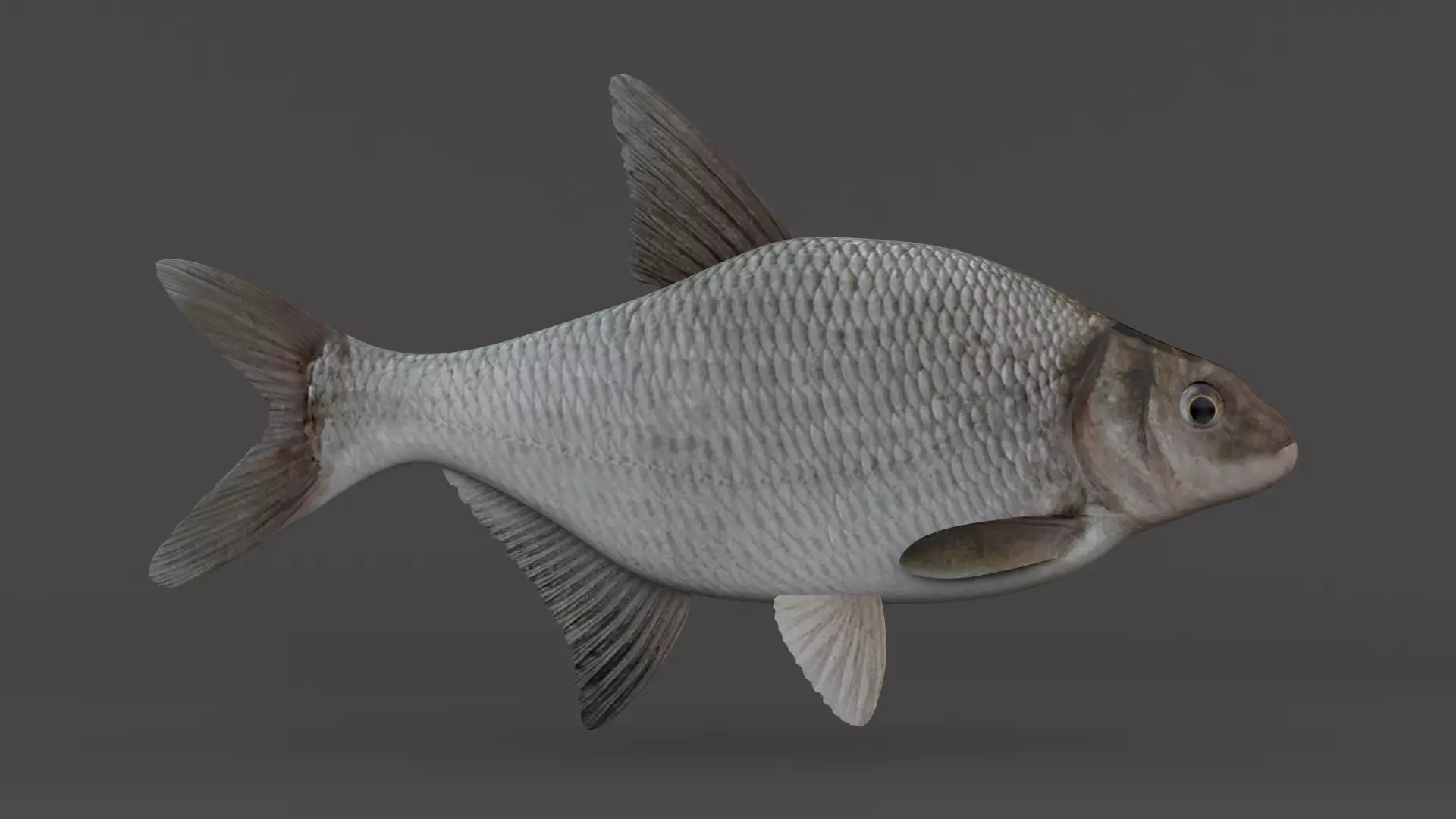 Bream Fish 3D model_0