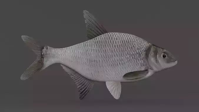 Bream Fish
