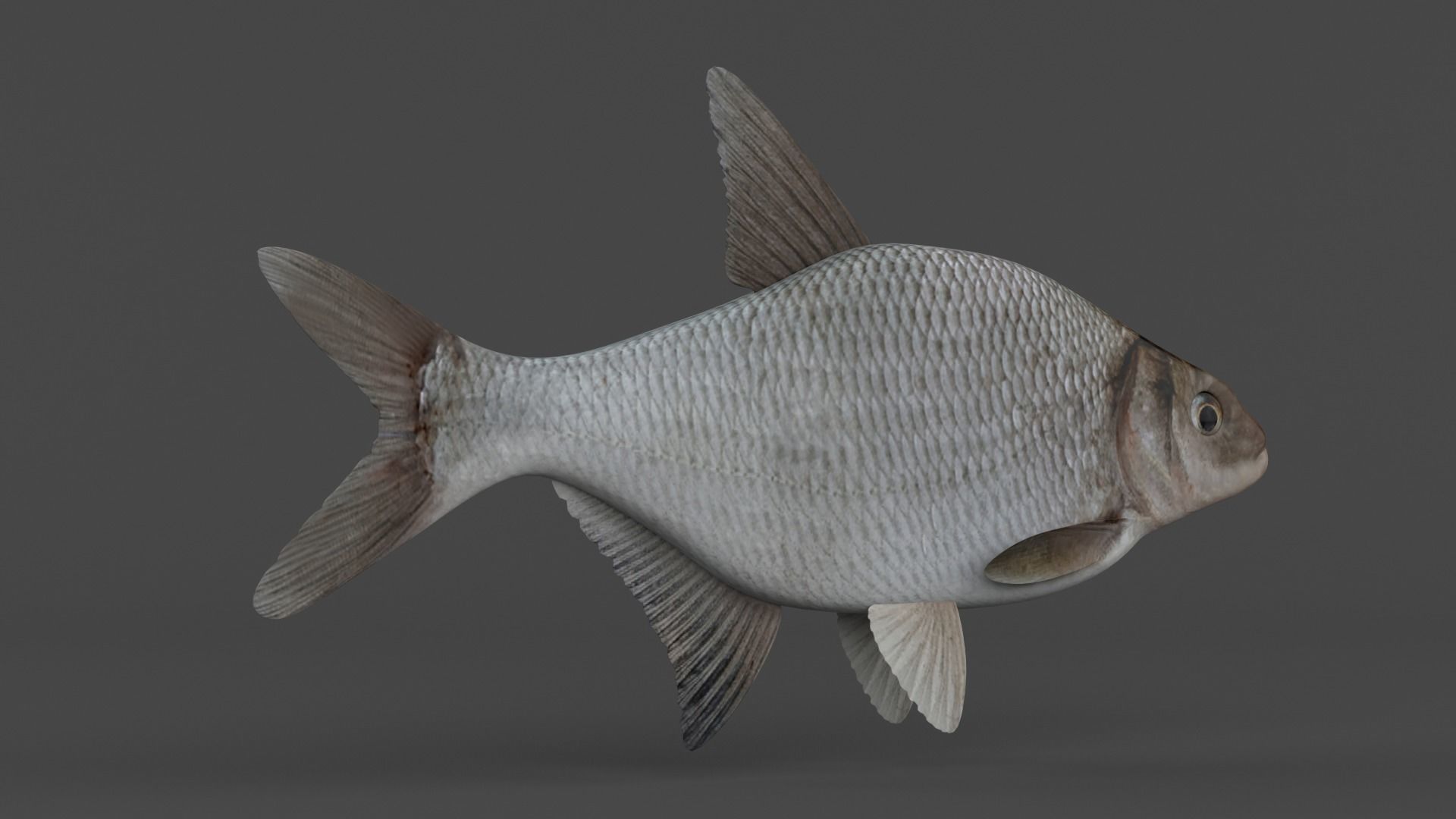 Bream Fish 3D model_3