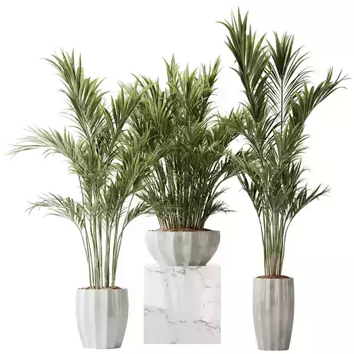 HQ Plants Areca Majesty Cat Reed Palm Set01 3D model