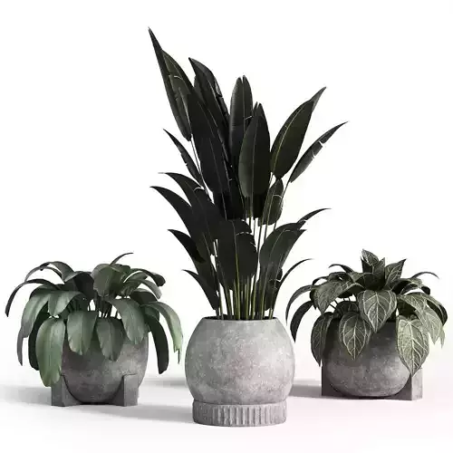  Indoor plant set with plant tree concrete dirt vase 02 