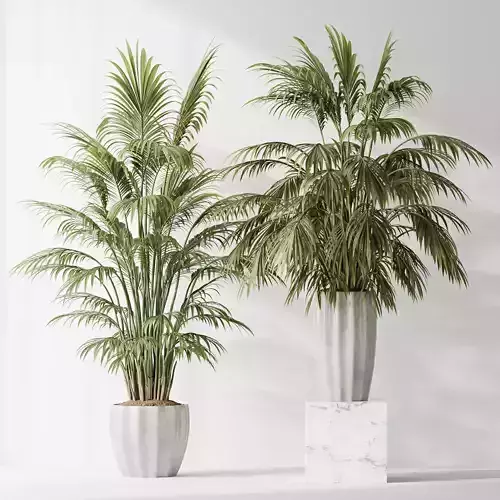 HQ Plants Areca Majesty Cat Reed Palm Set02 3D model