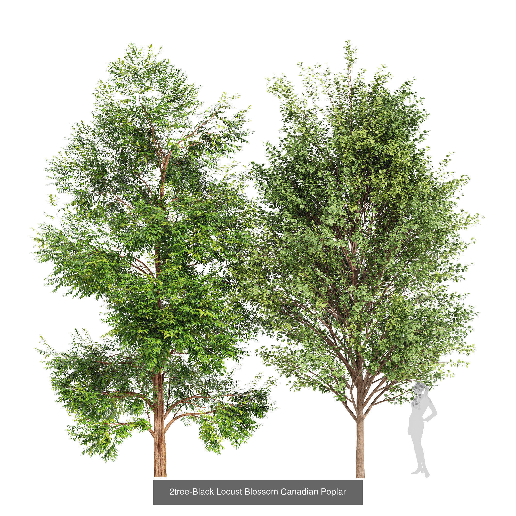 6 Different SETS of Tree SET VOL96 3D Model Collection_2