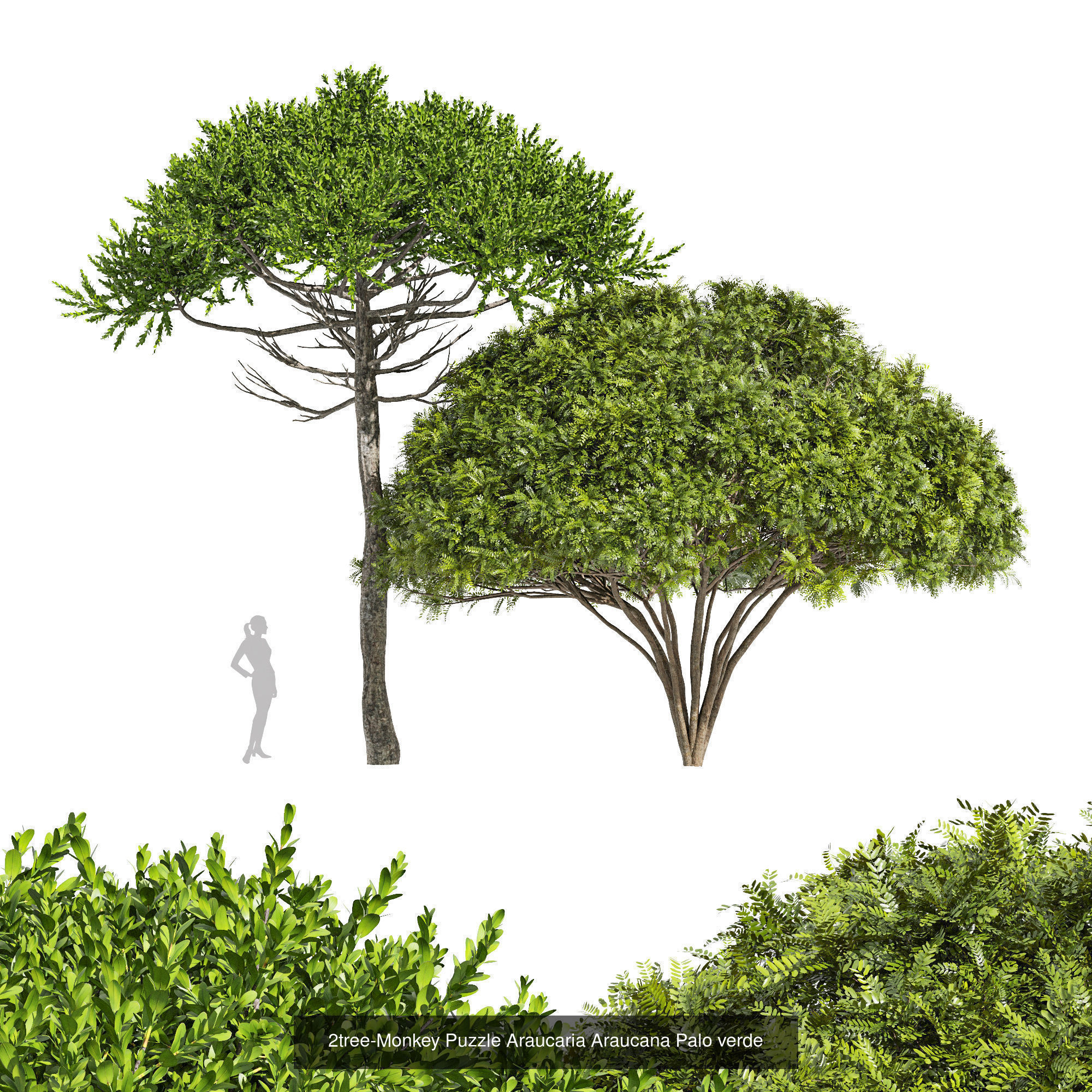 6 Different SETS of Tree SET VOL96 3D Model Collection_4