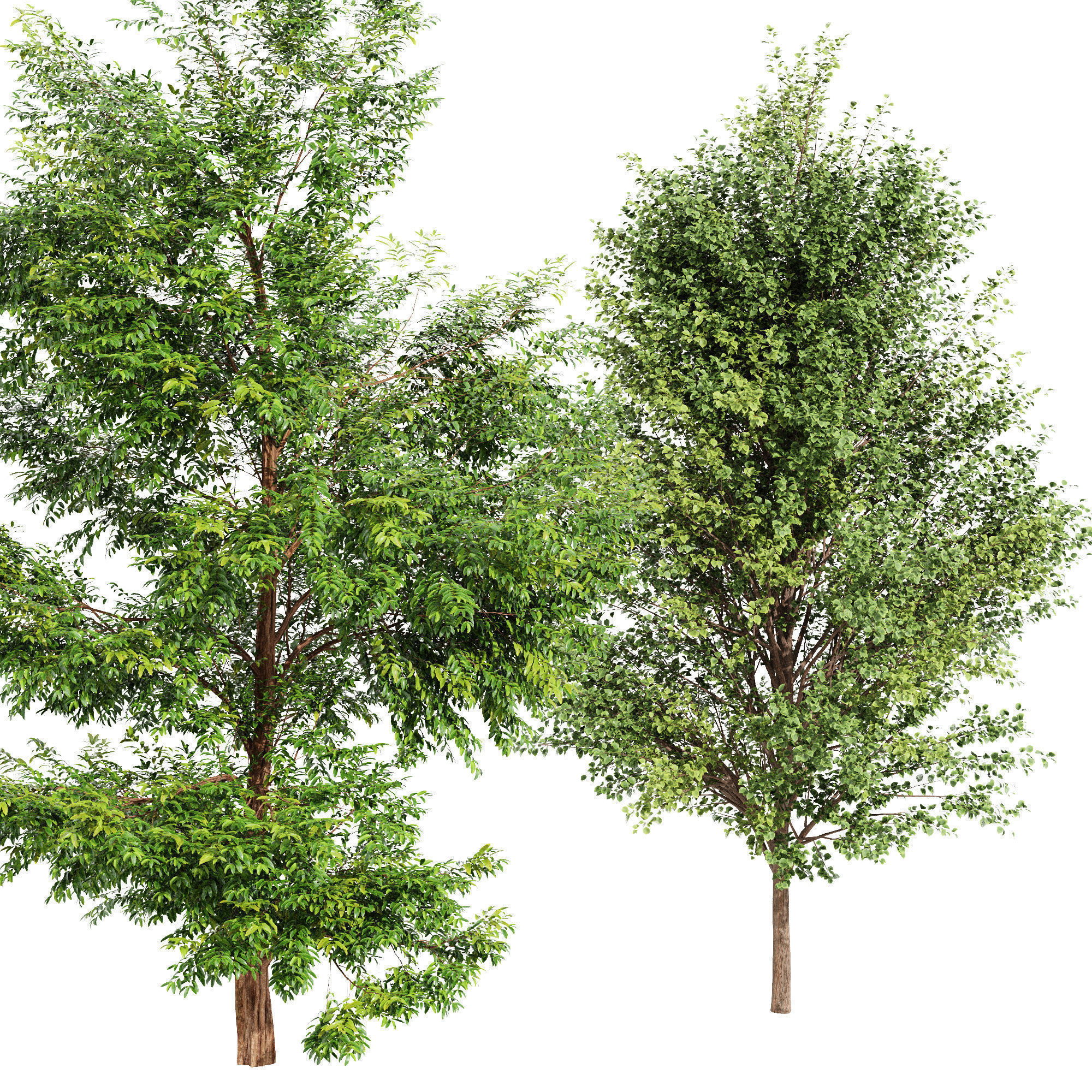 6 Different SETS of Tree SET VOL96 3D Model Collection_14