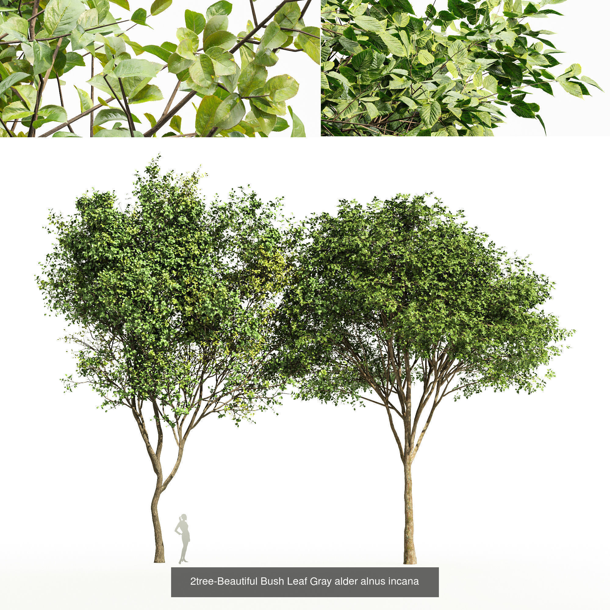 6 Different SETS of Tree SET VOL96 3D Model Collection_1
