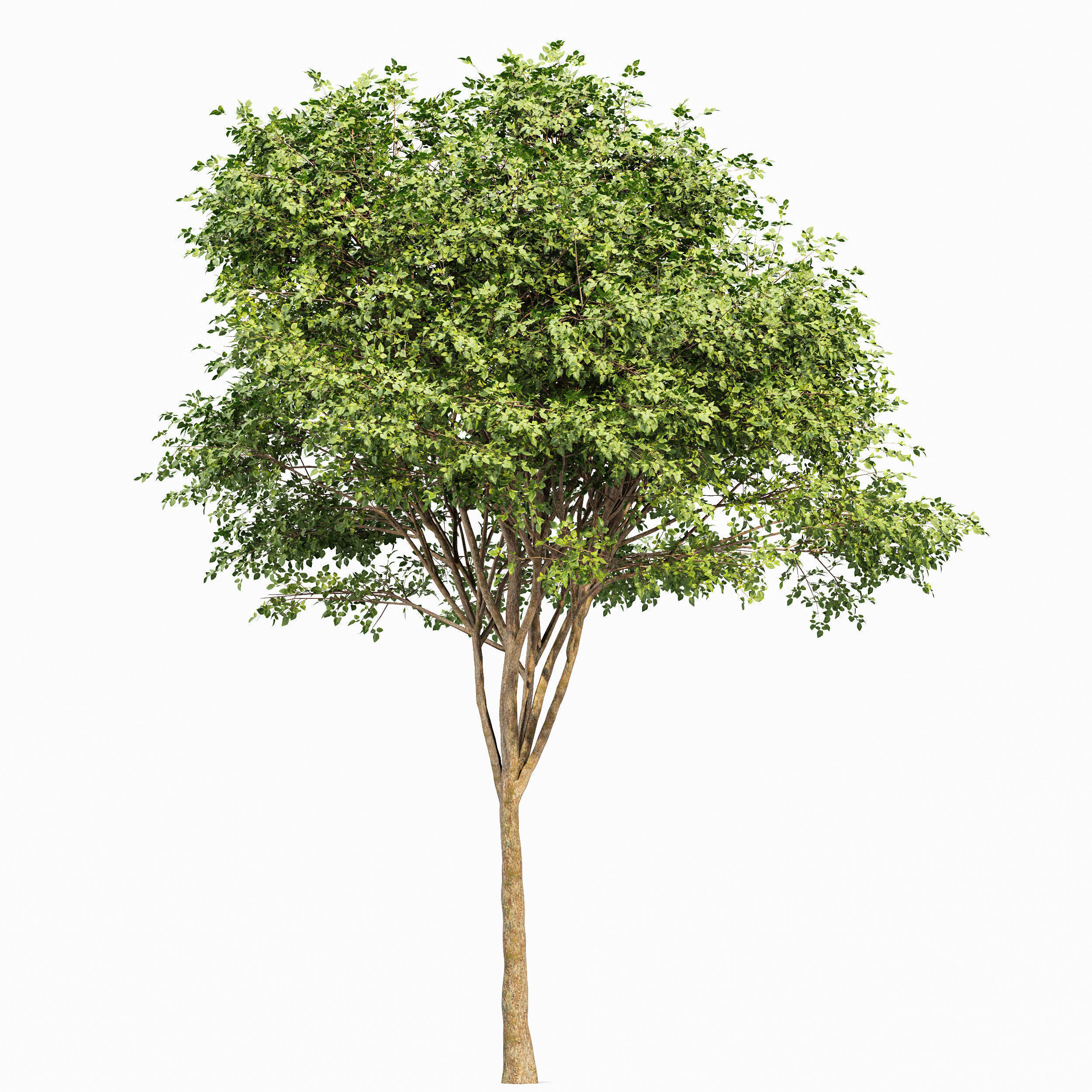6 Different SETS of Tree SET VOL96 3D Model Collection_10