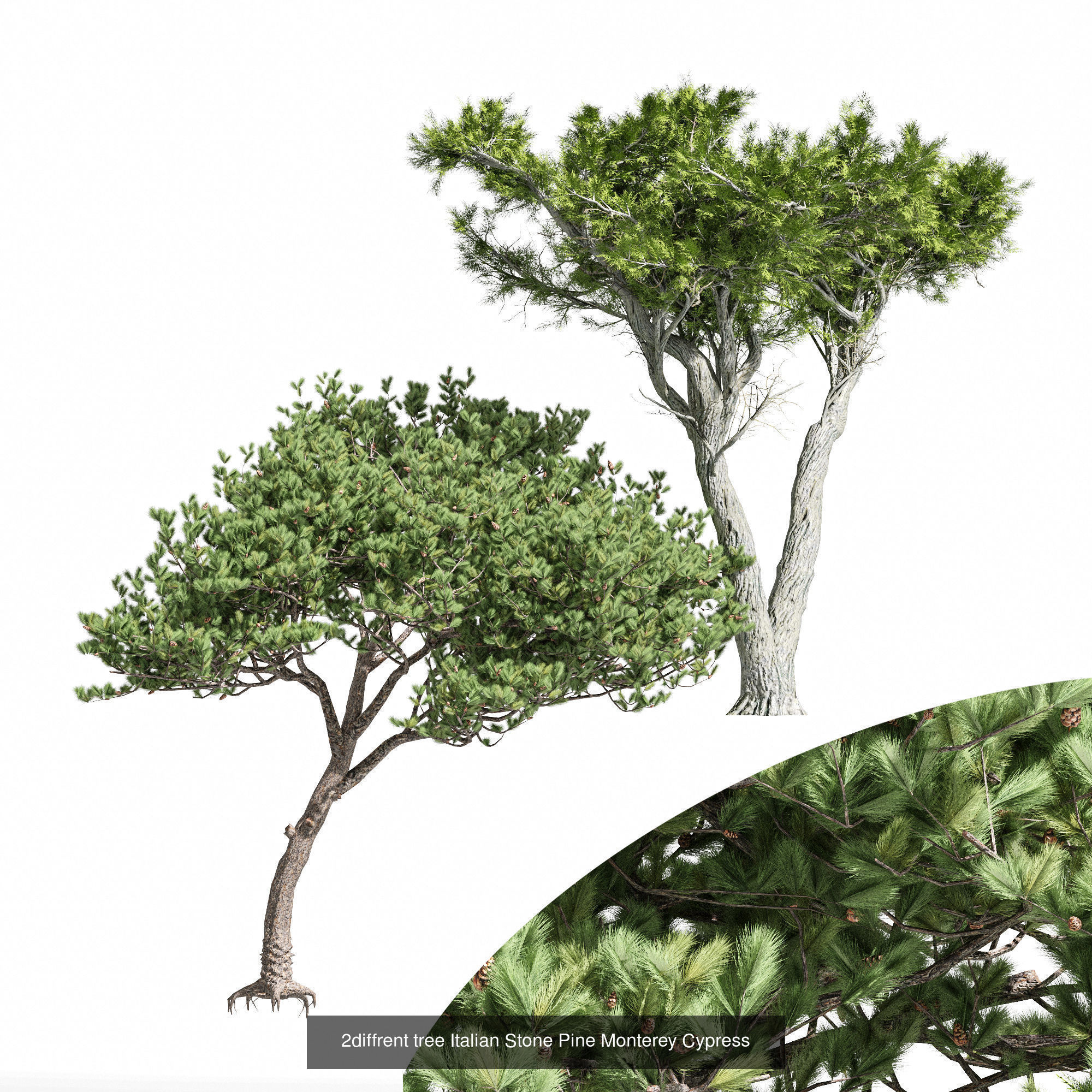 6 Different SETS of Tree SET VOL96 3D Model Collection_6