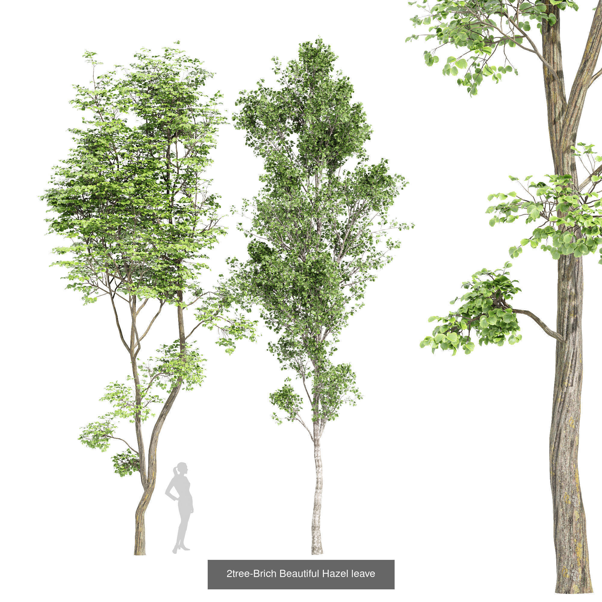 6 Different SETS of Tree SET VOL96 3D Model Collection_3
