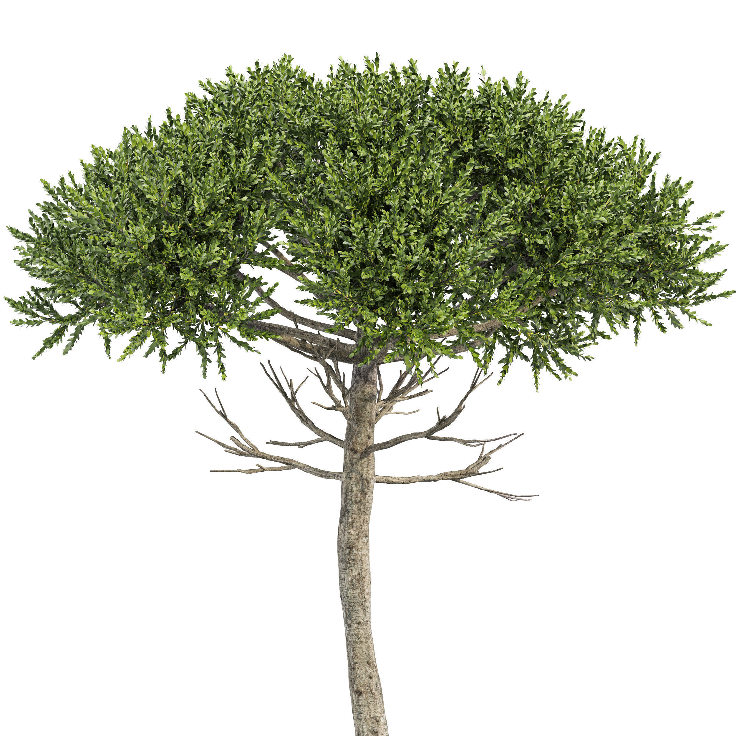 6 Different SETS of Tree SET VOL96 3D Model Collection_9