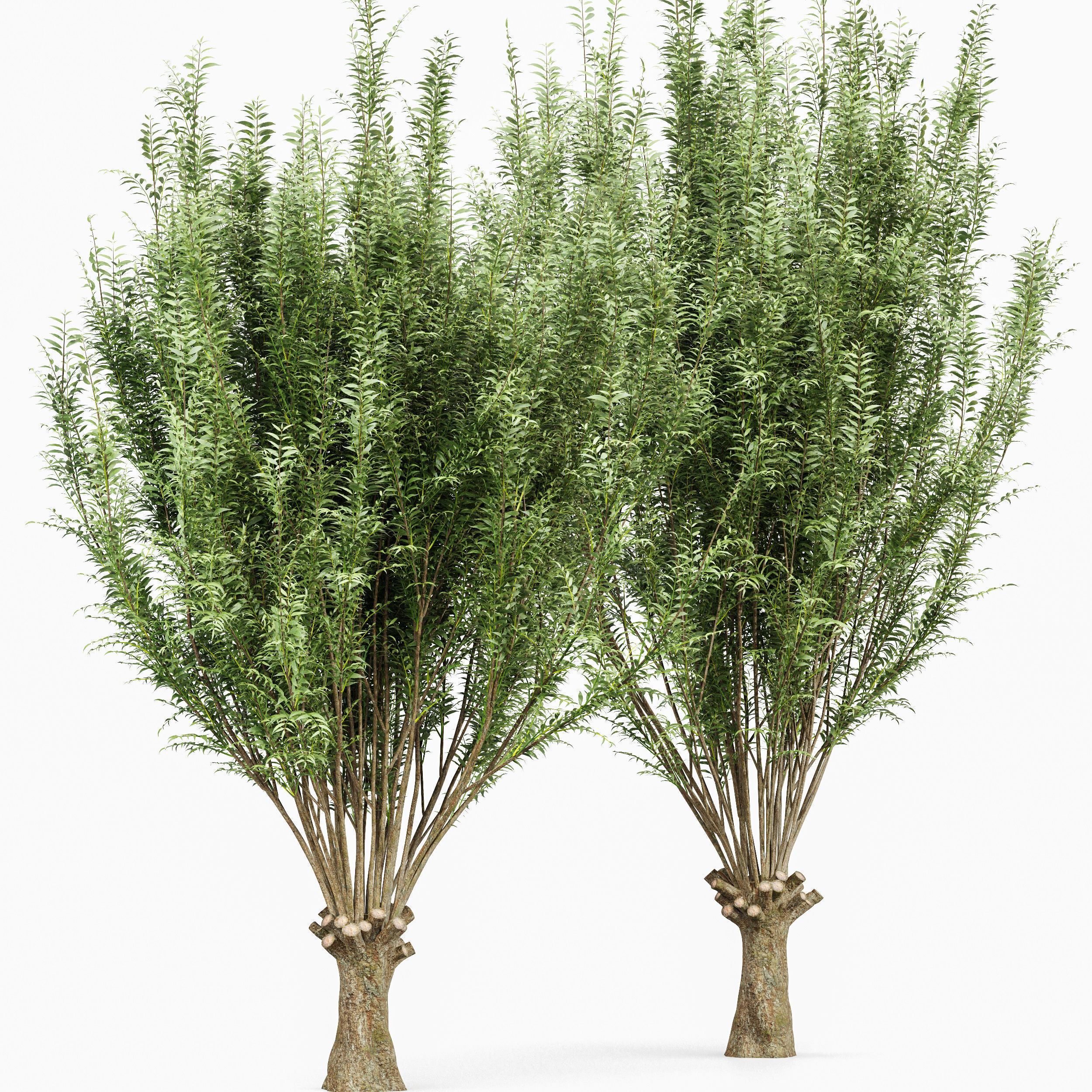 6 Different SETS of Tree SET VOL96 3D Model Collection_11