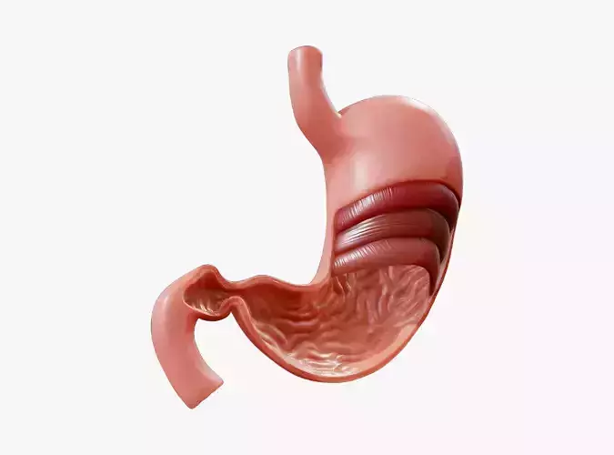 Stomach Cross Section Anatomy