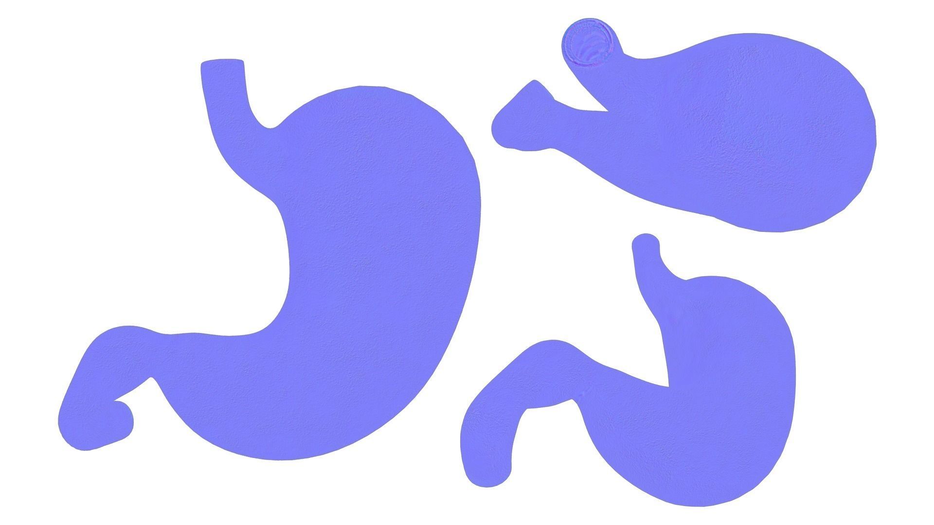 Stomach Complete Version 3D model_8