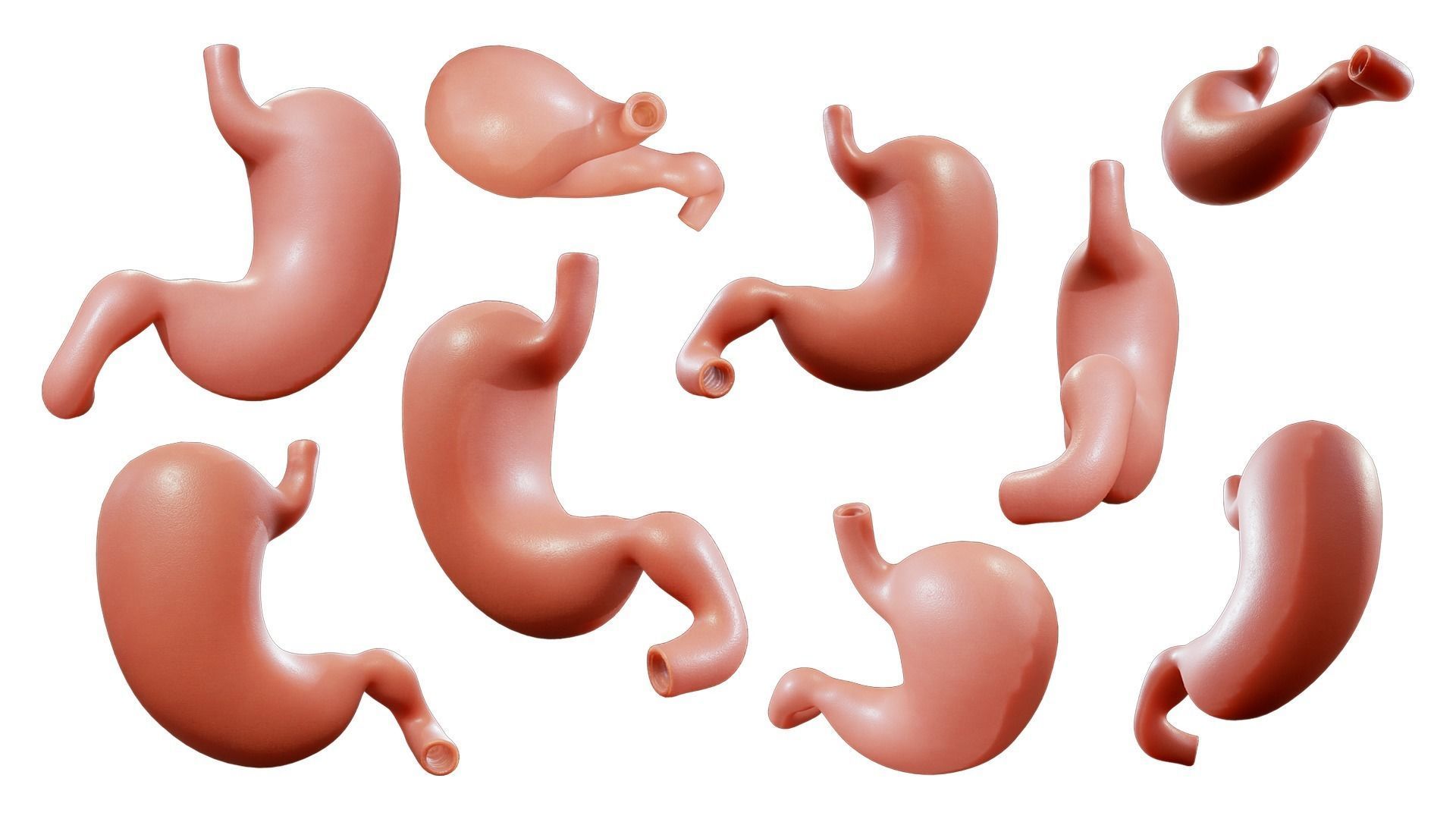 Stomach Complete Version 3D model_2