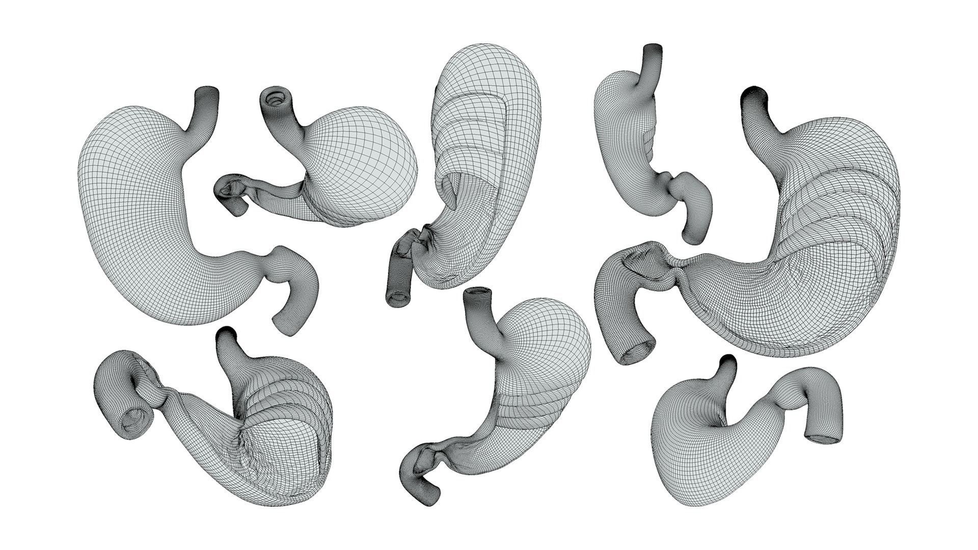 Stomach Complete Version 3D model_14