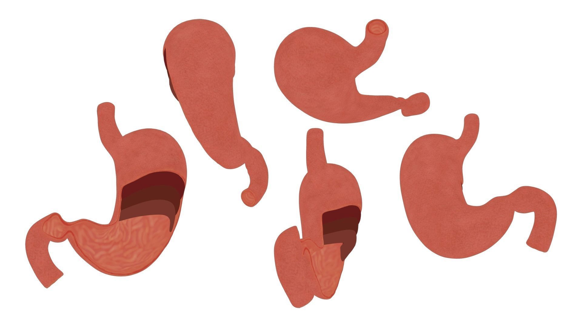 Stomach Complete Version 3D model_5