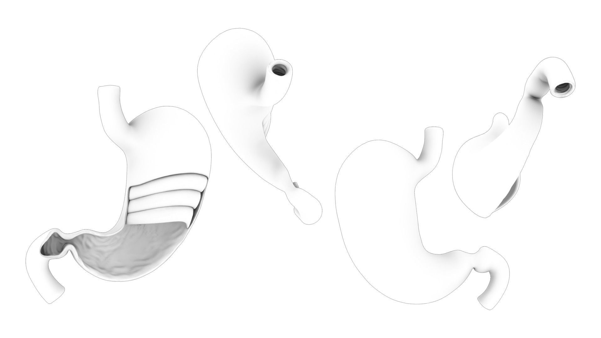 Stomach Complete Version 3D model_11