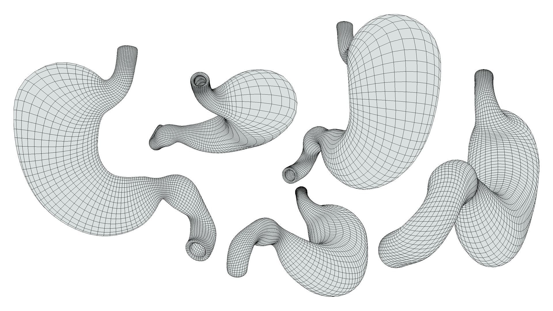 Stomach Complete Version 3D model_13