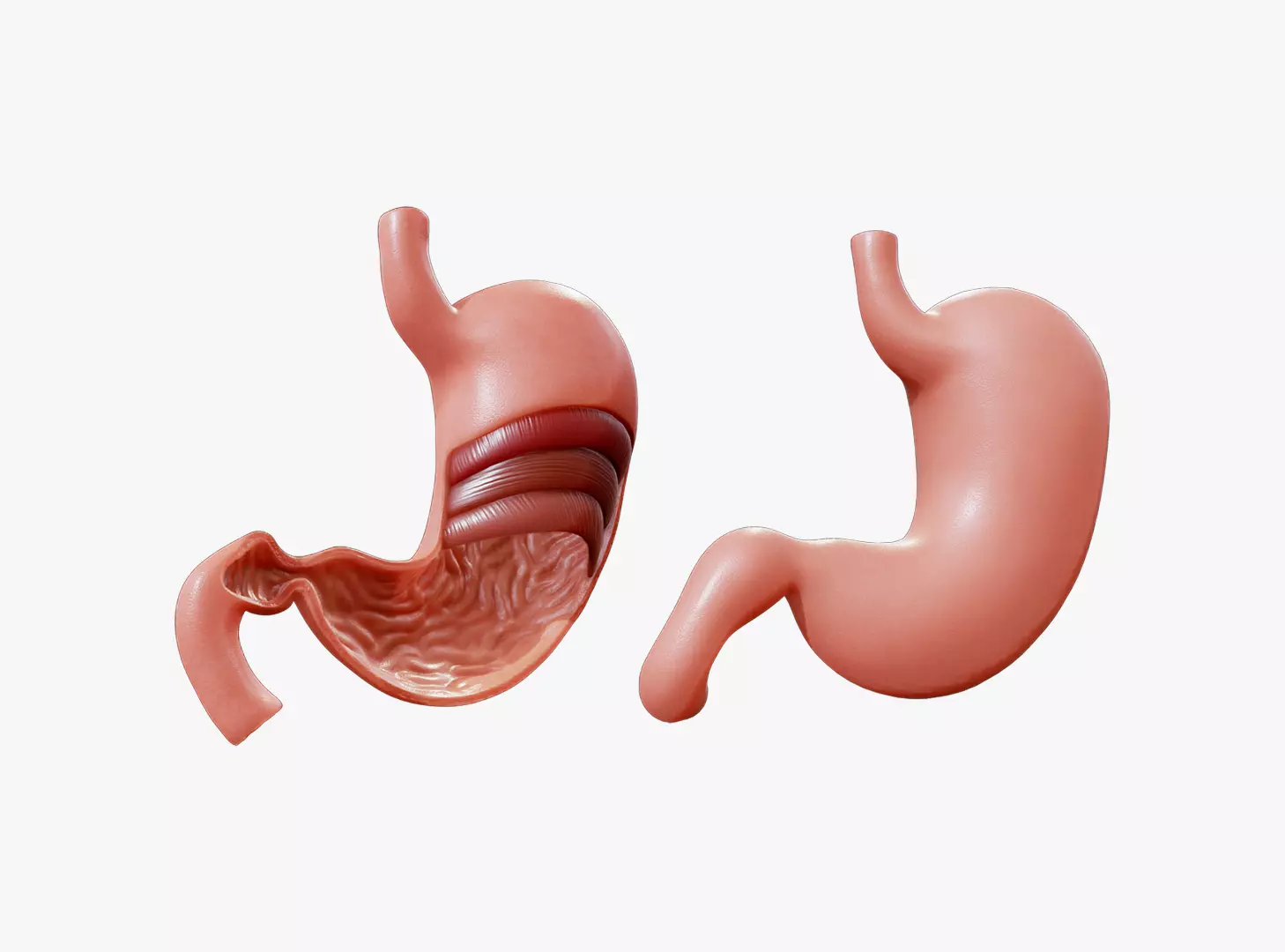 Stomach Complete Version 3D model_0