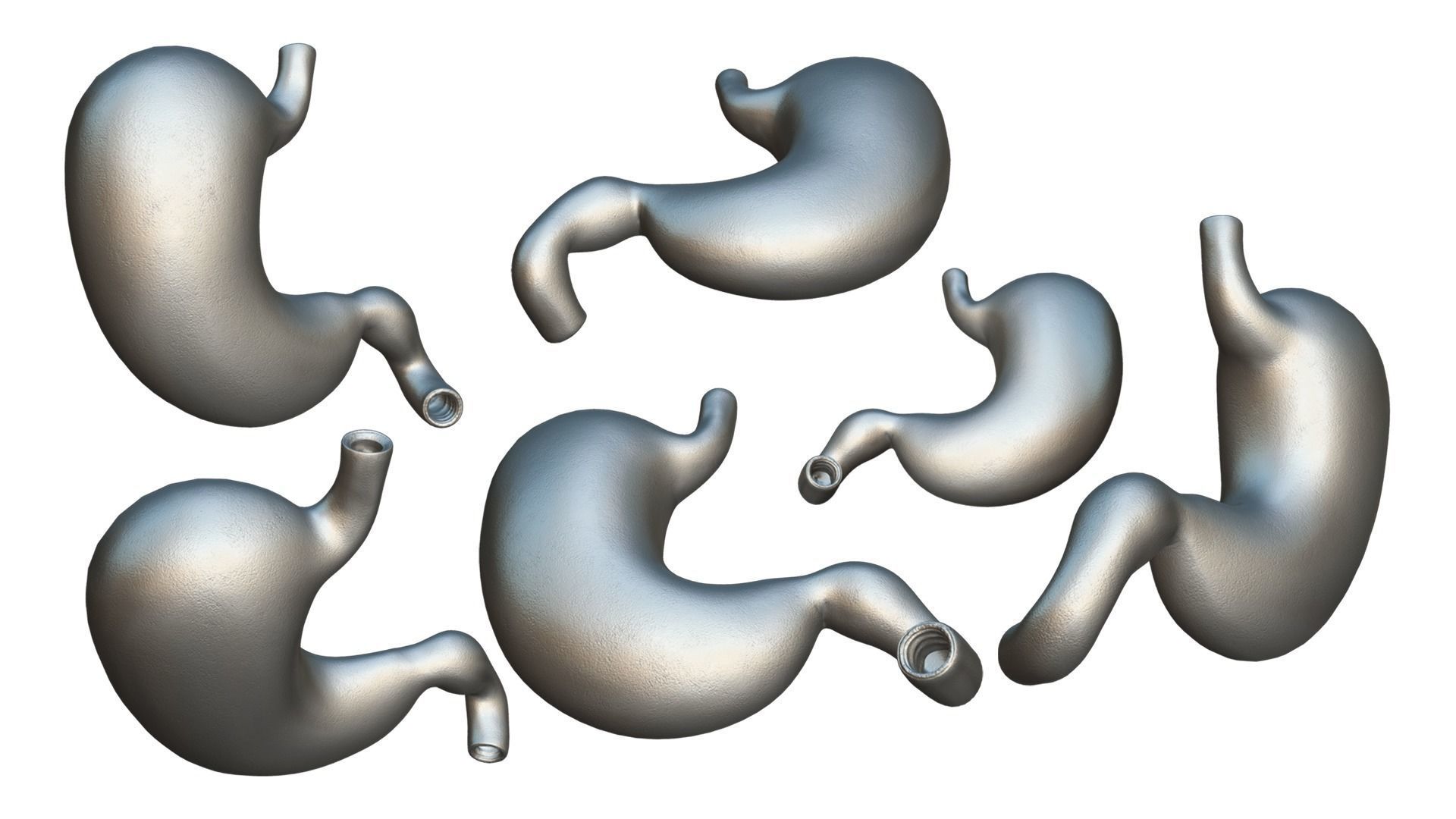 Stomach Complete Version 3D model_10