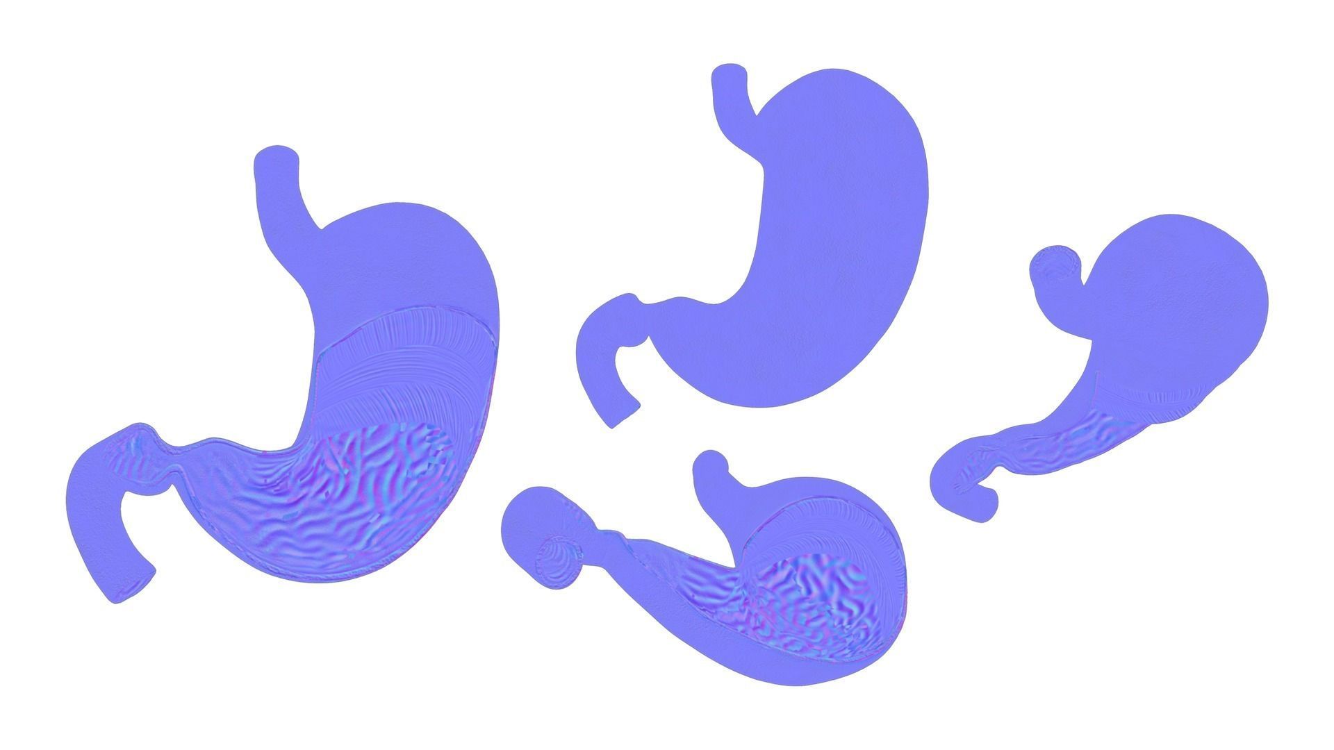 Stomach Complete Version 3D model_7