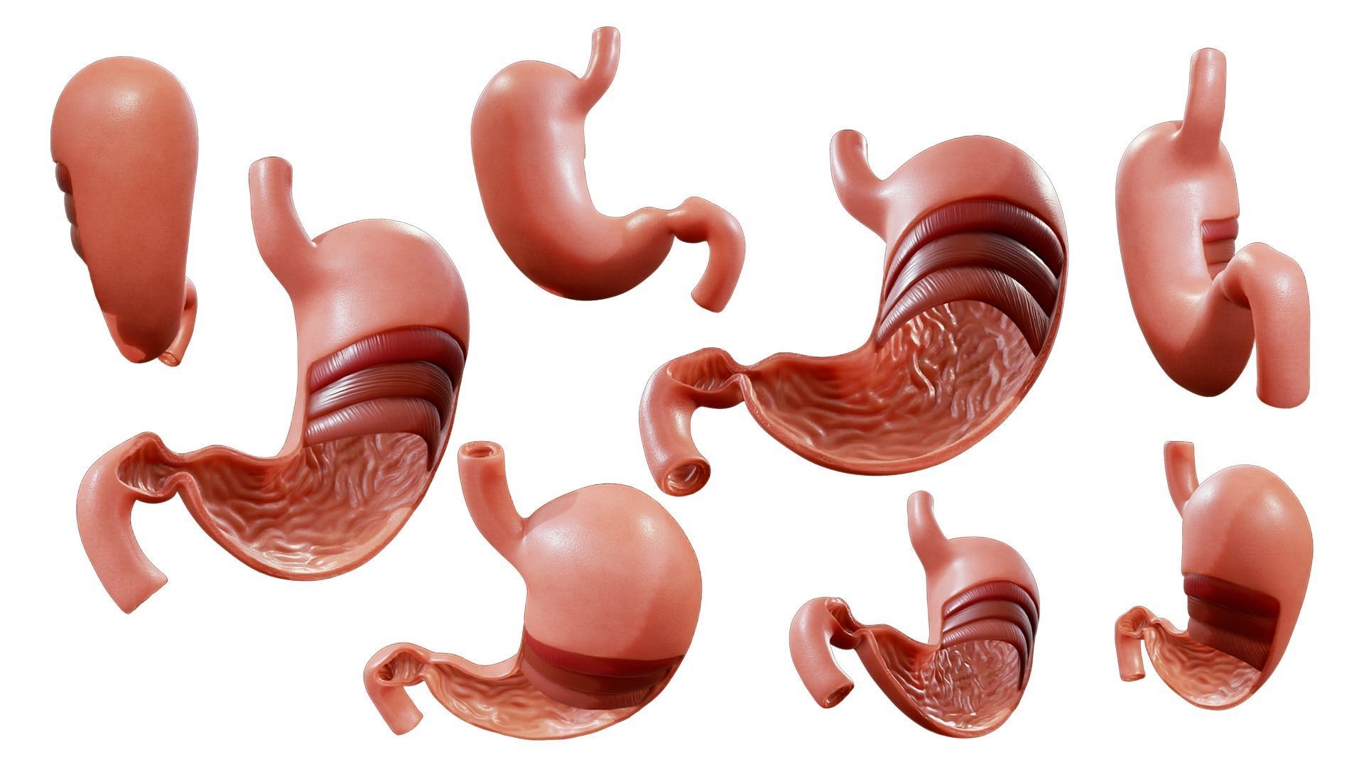 Stomach Complete Version 3D model_1